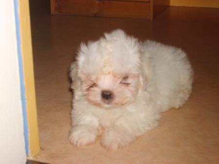 Mon chien